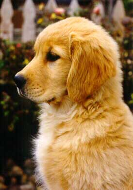 annie