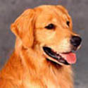 sherwood goldens trac home page